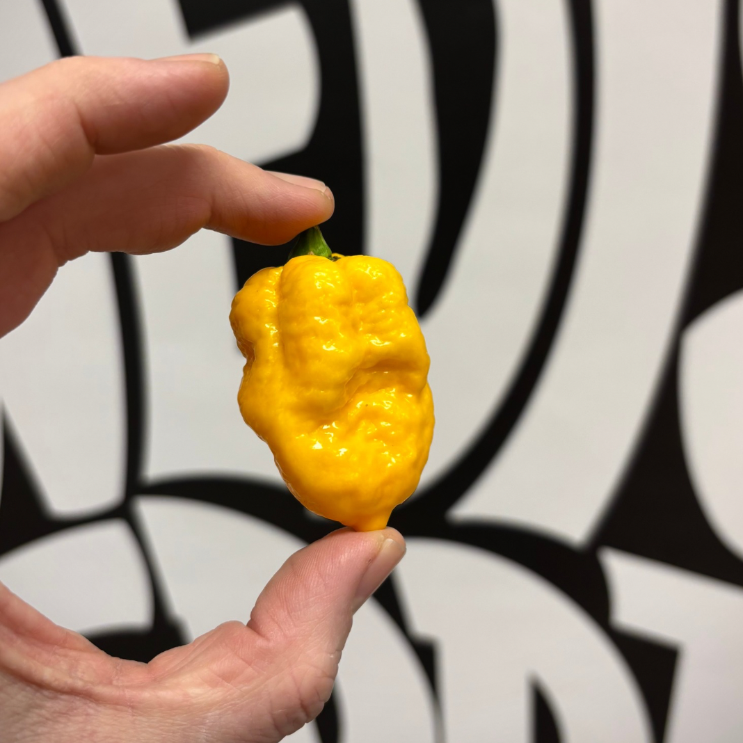 Carolina Reaper - đĄ Gul (10g)