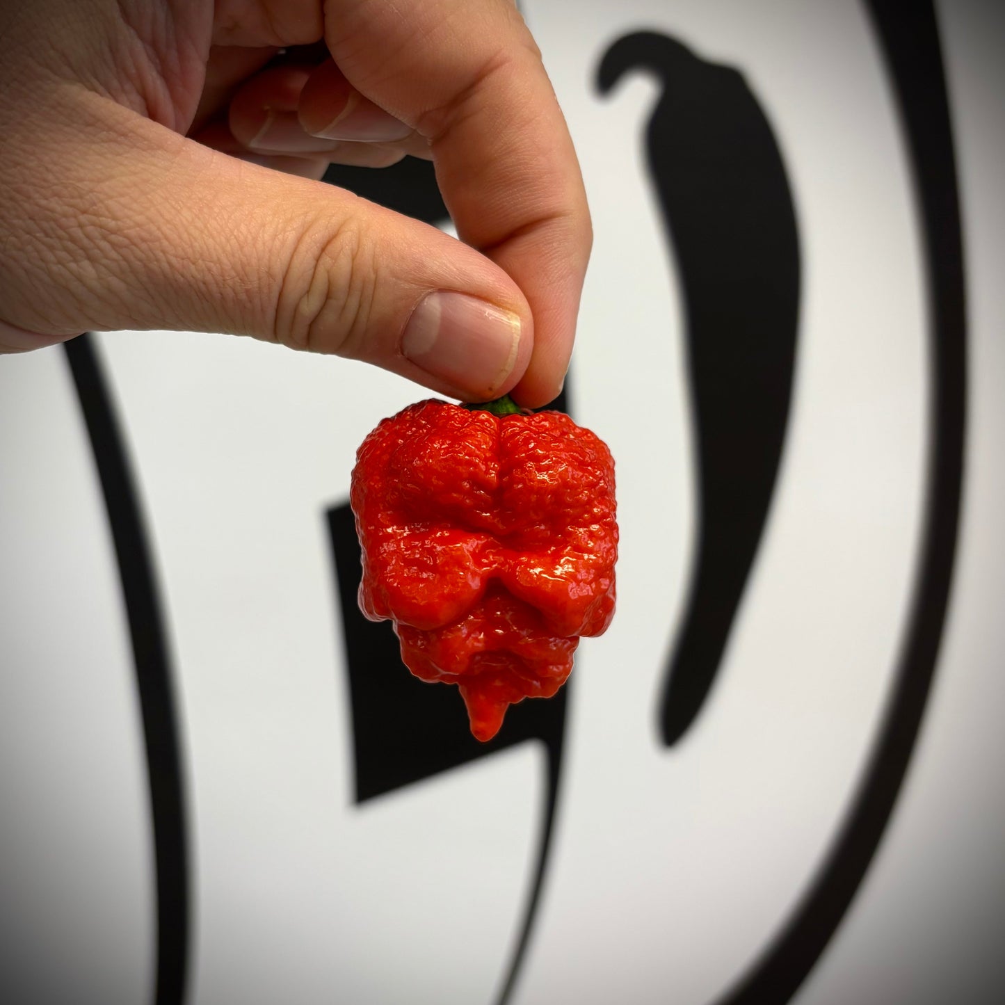 Carolina Reaper - Färsk (10g)